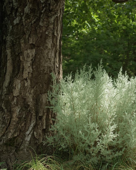 Oakmoss & Sage 12oz Candle