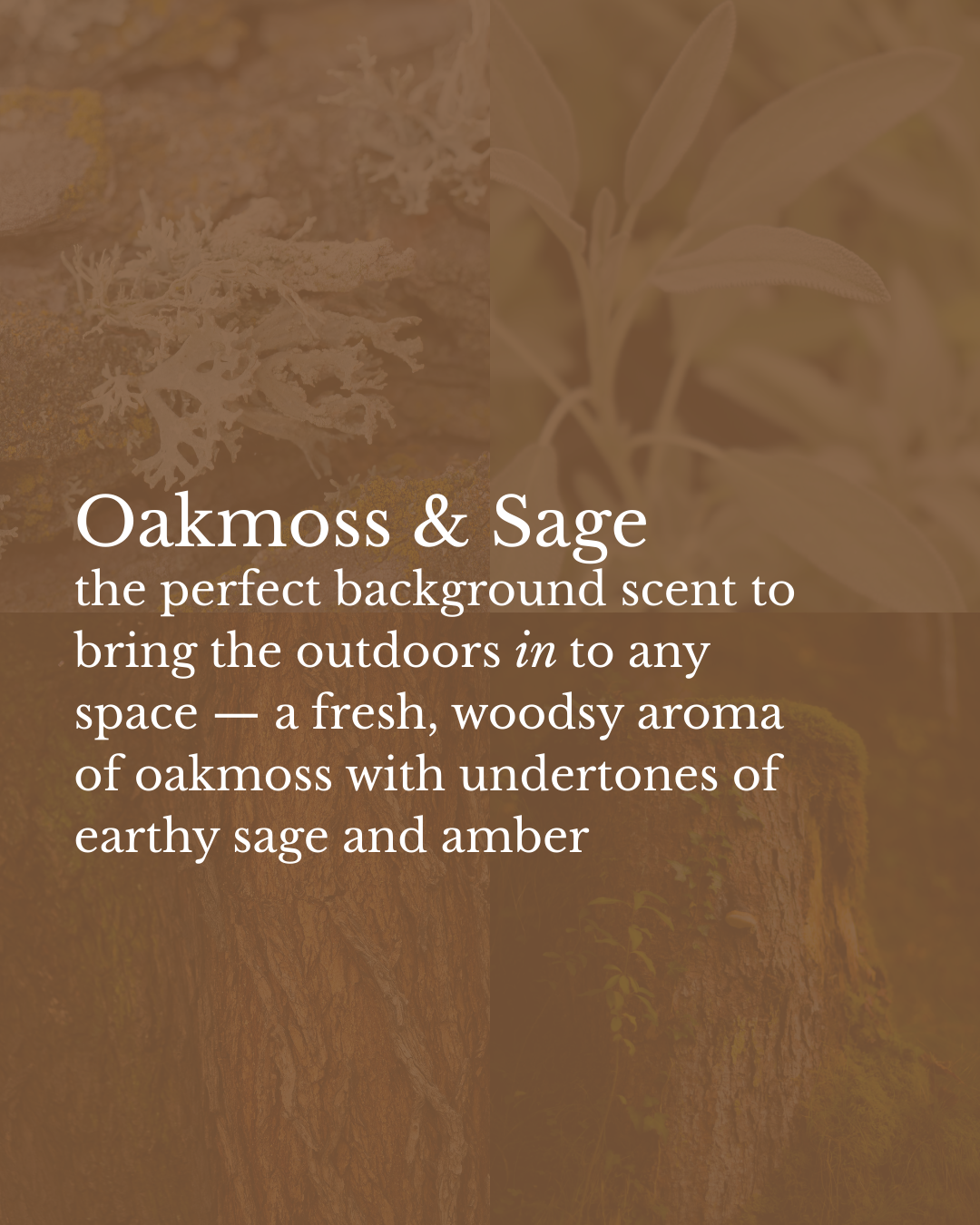 Oakmoss & Sage 12oz Candle